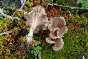 Mecháček lopatkovitý - Arrhenia spathulata  (Fr.) Redhead 1984