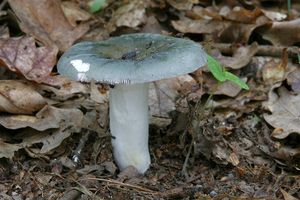 Klikni pro velký obrázek