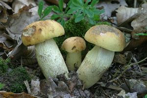 Kozák dubový - Leccinellum crocipodium (Letell.) Della Maggiora & Trassinelli 2014