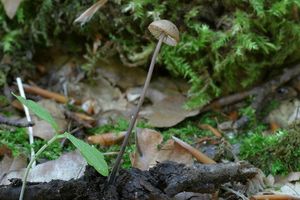 Špička cibulová - Marasmius alliaceus ( Jacq. ) Fr.