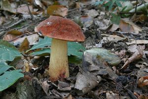 Klikni pro velký obrázek