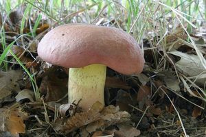 Klikni pro velký obrázek