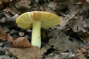 Klikni pro velký obrázek