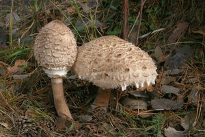 Bedla vysoká - Macrolepiota procera (Scop.) Singer 1948