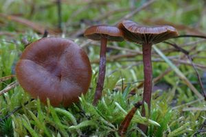 Lysohlávka horská - Psilocybe montana (Pers.) P. Kumm