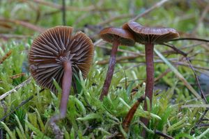 Lysohlávka horská - Psilocybe montana