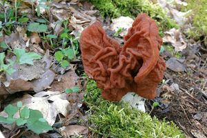 Ucháč svazčitý - Gyromitra fastigiata (Krombh.) Rehm