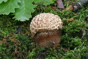 Klikni pro velký obrázek