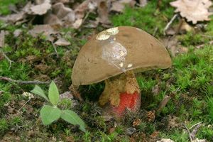 Klikni pro velký obrázek