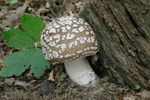 Klikni pro velký obrázek