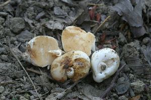 Klikni pro velký obrázek