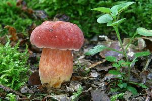 Klikni pro velký obrázek