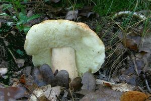 Klikni pro velký obrázek