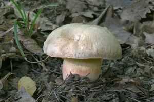 Klikni pro velký obrázek