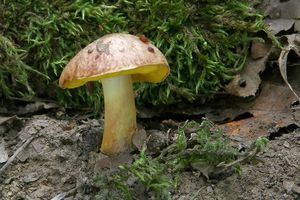 Klikni pro velký obrázek