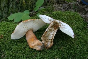 Klikni pro velký obrázek