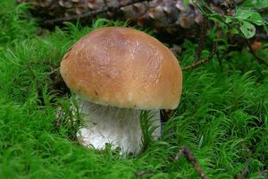 Klikni pro velký obrázek