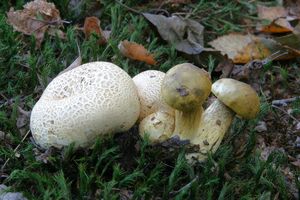 Klikni pro velký obrázek