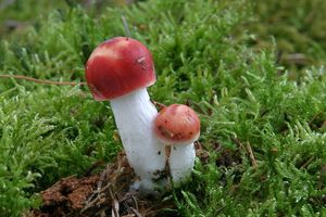 Klikni pro velký obrázek