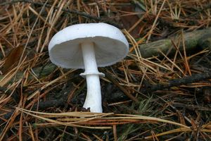 Bedla zardělá - Leucoagaricus leucothites (Vittad.) Wasser 1977
