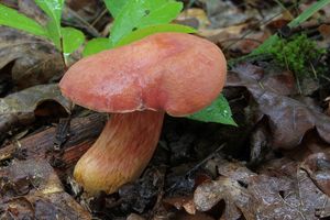 Klikni pro velký obrázek