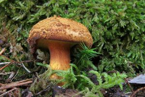 Klikni pro velký obrázek