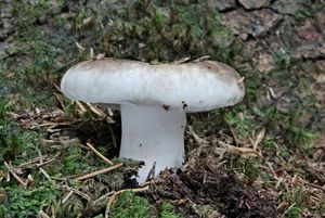 Holubinka černobílá - Russula albonigra (Krombh.) Fr.