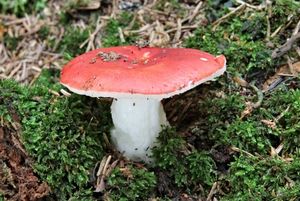 Holubinka vrhavka - Russula emetica (Schaef.:Fr.) Pers.