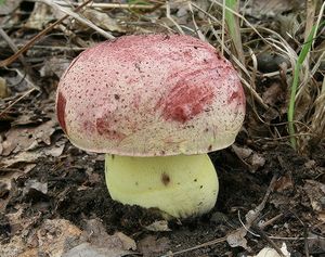 Klikni pro velký obrázek