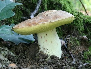 Klikni pro velký obrázek