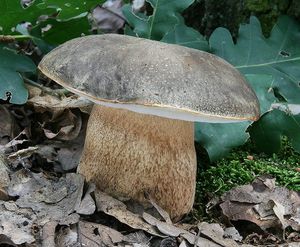 Hřib bronzový - Boletus aereus  Bull. 1789