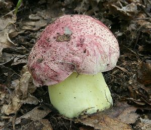 Klikni pro velký obrázek