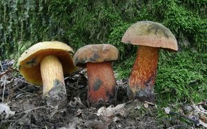 Klikni pro velký obrázek