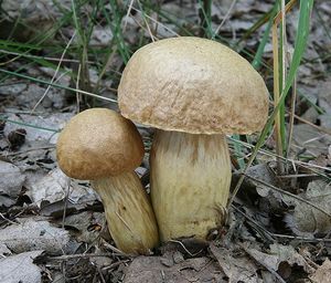 Klikni pro velký obrázek