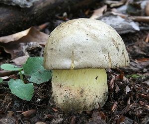 Klikni pro velký obrázek