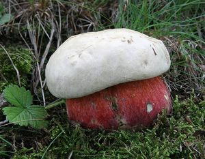 Klikni pro velký obrázek