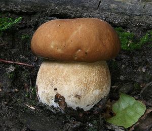 Klikni pro velký obrázek