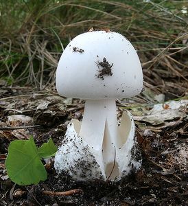 Muchomůrka zelená bílá - Amanita phalloides var. alba (Vittad.) E.-J.