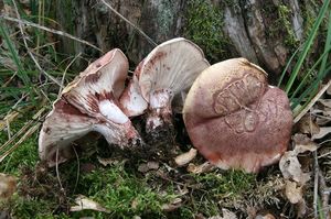 Klikni pro velký obrázek