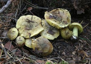 Klikni pro velký obrázek