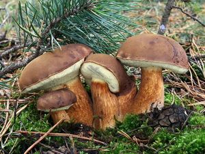 Klikni pro velký obrázek