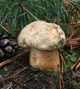 Hřib siný - Gyroporus cyanescens  (Bull.) Quél. 1886
