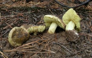 Klikni pro velký obrázek