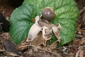 Hvězdovka klenbová - Geastrum fornicatum