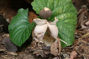 Hvězdovka klenbová - Geastrum fornicatum