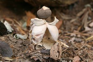 Hvězdovka klenbová - Geastrum fornicatum