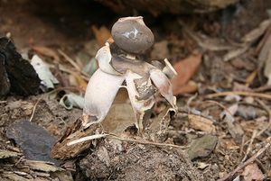 Hvězdovka klenbová - Geastrum fornicatum