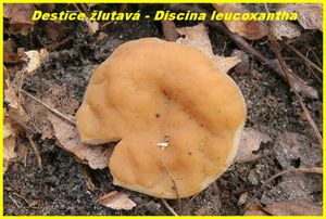 Klikni pro velký obrázek