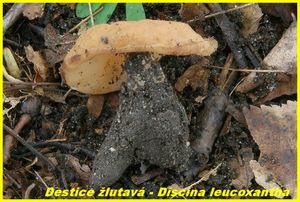 Klikni pro velký obrázek