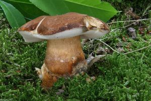 Klikni pro velký obrázek